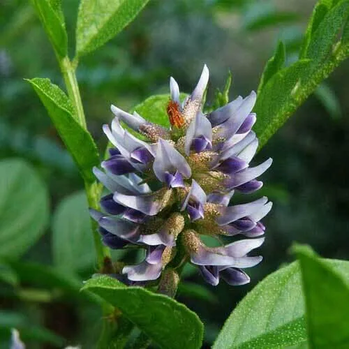 Liquorice - Licorice - Glycyrrhiza Glabra