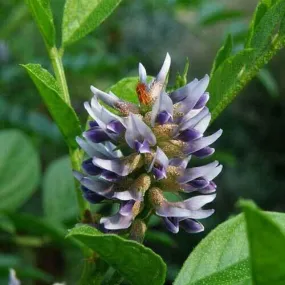 Liquorice - Licorice - Glycyrrhiza Glabra